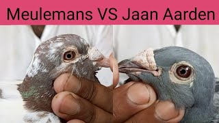 Meulemans VS Jaan Aarden which is the best pigeon plz in the comments