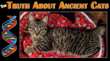 We Were WRONG About Ancient Cats – New DNA Study Changes Everything! #OldeNews