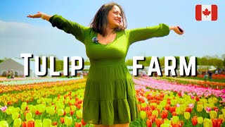 Largest Tulip field in Ontario Canada 🇨🇦 | Must Visit TASC Tulip Farm Fenwick near Niagara Falls by Blossom Valley SK 1,670 views 1 year ago 9 minutes, 16 seconds
