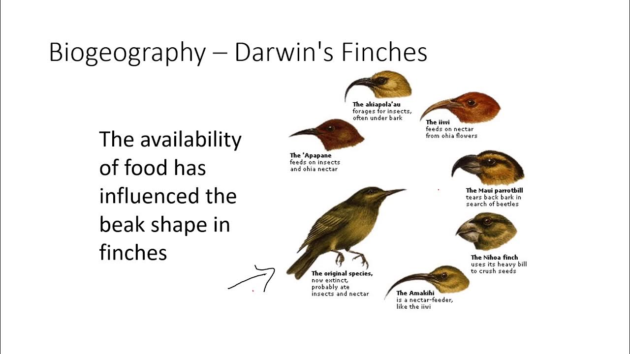 Evidence for Evolution Day 2 Biogeography YouTube