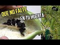 que no FALTE en tu HUERTA// PEPINO para rellenar.