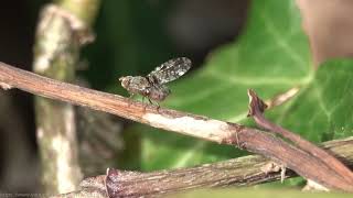 Picture-winged Fly 'Tephritis matricariae' - Brighton, March 2022 'Ulidiidae' or 'Picture-winged flies' are a large and diverse cosmopolitan family of true flies (Diptera) belonging to the superfamily 'Tephritoidea', which also includes Fruit flies, Flutter flies and Signal flies among others.
 
There are approx. 40 Tephritidae 'picture-wing flies' found in the UK.

Most species are herbivorous or detritivorous meaning they feed on plant material and/or detritus, including faeces and are therefore important contributors to decomposition and recycling of nutrient and can often be found on or around rotting or damp vegetation such as compost heaps or on flowers. 

Larvae feed on dung and on decaying underground plant parts such as bulbs, tubers, and roots, within stems, and occasionally on healthy plant tissue.

These flies are principly identified by their wing patterns, although sometimes differences are minimal.

The NBN Atlas shows few accepted records of Tephritis matricariae in the UK. I have submitted this record and await confirmation or correction.

PK

(There are no