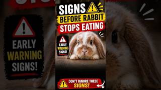 1 Early Sign of GI Stasis in Rabbits 🩺🐰#rabbit #pets #shorts