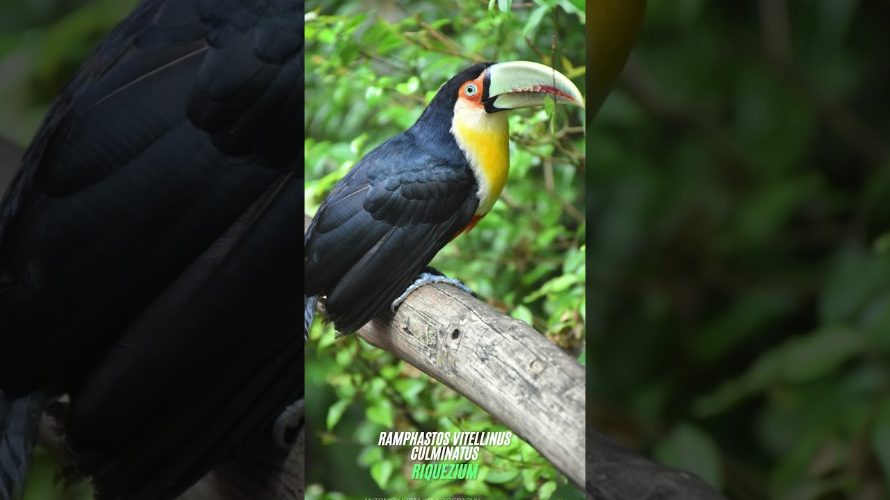 Ramphastos Vitellinus Culminatus