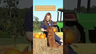 My day at Carrigan Farm’s Pumpkin Patch 🎃