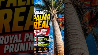 Giant Royal Palm Pruning with Chainsaw 😱 —Poda de Palma Real Gigante con Motosierra #royalpalm