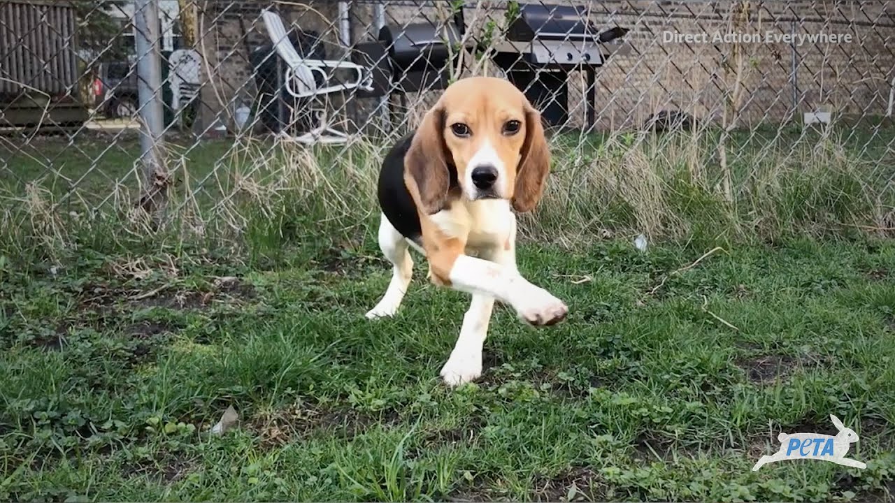 Ridglan Beagle Rescue Trial with Dane4Dogs