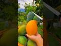🥭 Perfect Mango Peel Reveal ASMR | Satisfying Juicy Mango Cutting #Shorts