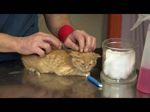 Video: Come Sbarazzarsi Delle Zecche Nei Gatti?