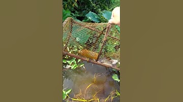 Cách đặt lờ bắt cá lóc đơn giản, hiệu quả