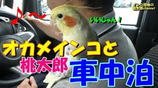 オカメインコと車中泊^^♪　レンタカーで行く安曇野への旅・第１弾　オカメインコ桃太郎