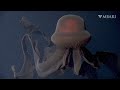 Gorgeous footage of the rarely seen Giant Phantom Jellyfish