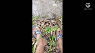 MENCARI LINTAH BESAR PART 2.. SUBSCRIBE YA..!!