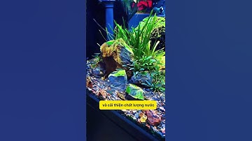 Tại Sao Sạn Suối Là Lựa Chọn Hoàn Hảo Cho Hồ Cá Của Bạn? #notashopvn #tuanaquarium #aquarium #fish