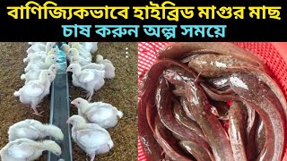 বাণিজ্যিকভাবে হাইব্রিড মাগুর মাছ চাষ। শতাংশে কত পিচ দিবেন। কি কি খাবার দিবেন। মাগুর মাছের পোনার দাম