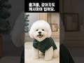 올겨울 강아지도.... 캐시미어 입어요 【Shorts】