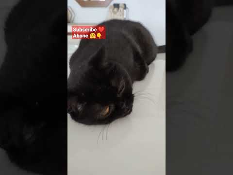 aslan duruş sonra merhamet dolu yatış asil kedi çitos ABONE ❤️ beğeni YORUM #shorts#keşfet#viral#cat