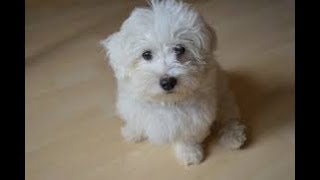 Maltese by PetsLand 12,729 views 5 years ago 5 minutes, 46 seconds