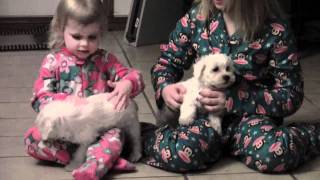 Schnoodle puppies for sale | Iowa Breeder 2012