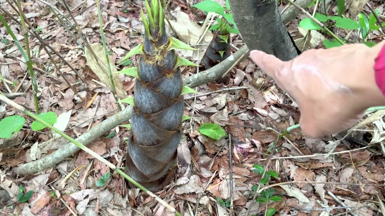 Пошёл в лес за бамбуковыми побегами. На этот раз собаки еле вытащили их из леса!!