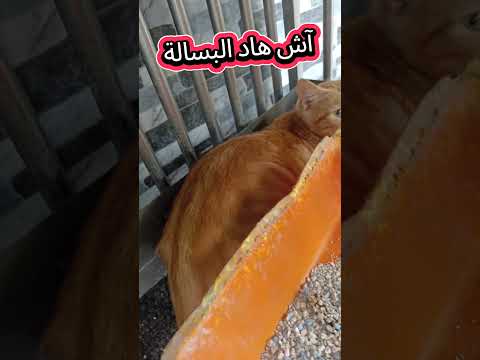 هادي بسالة زايدة