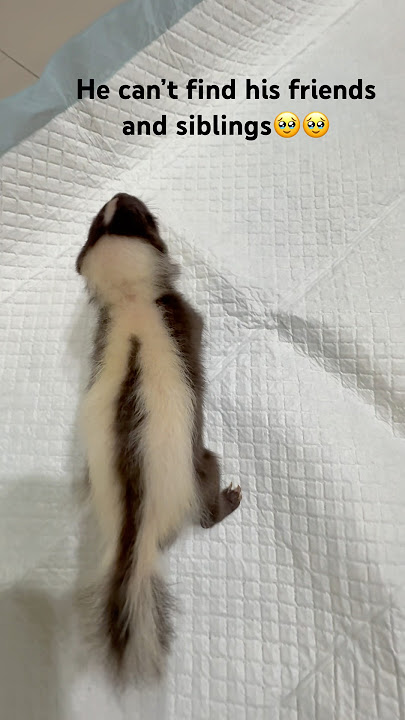 So pitiful…why is he crying out so loud🥹#skunks #walking #pets #shorts #crying