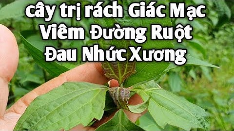 Bài thuốc trị rách Giác mạc, viêm đường ruột, đau nhức xương, tiêu chảy. PHAN HẢI Vlog.