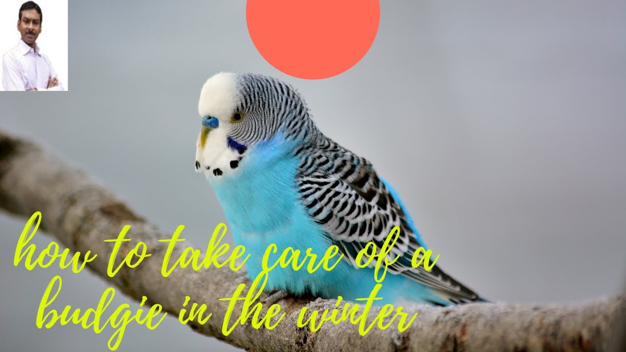how to take care of a budgie in the winter in the cage,how to keep