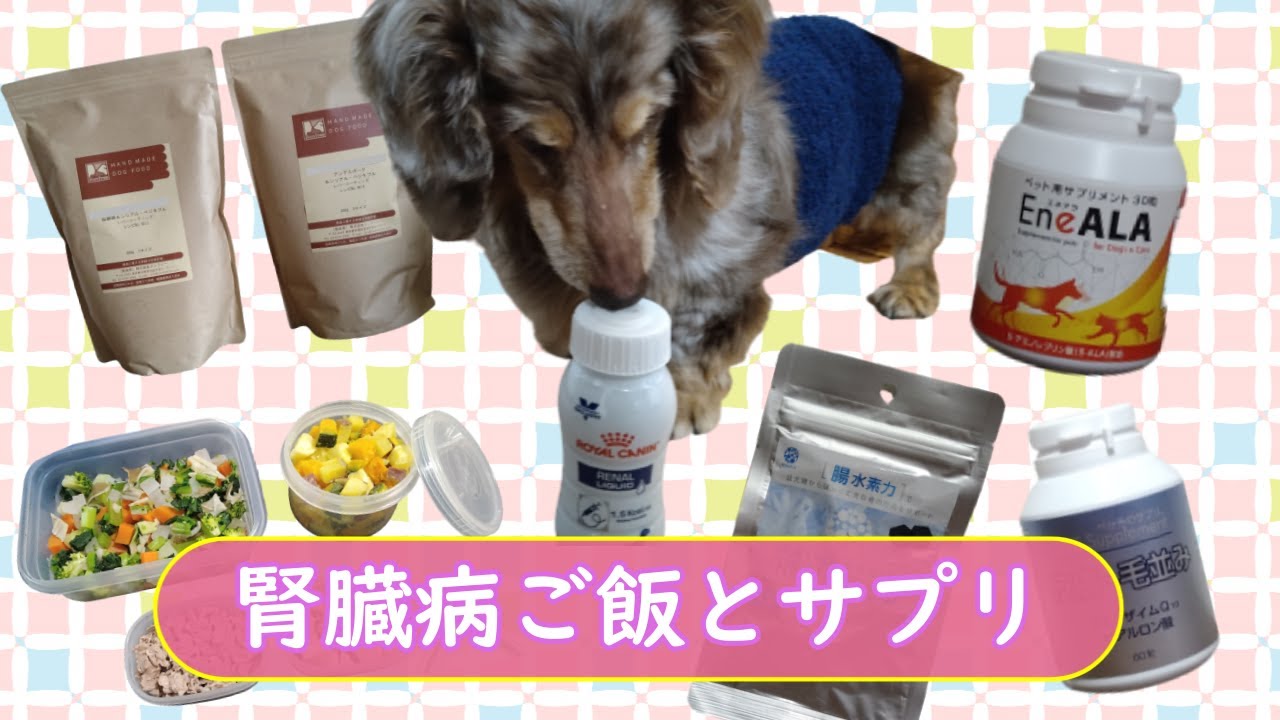 みらいのドックフード 特別療養食 腎臓 1k 2袋 メディコート みらいのドックフード 特別療養食 腎臓 1k 2袋 メディコート