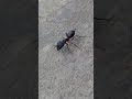 carpenter ant, likely of the species Camponotus herculeanus. #nature #insects #shorts