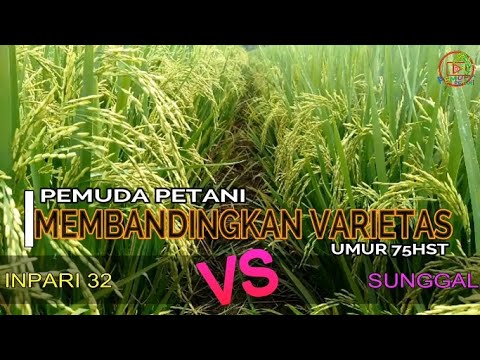 Perbandingan Padi Sunggal VS Inpari 32 YouTube