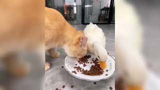 Funny Animals | Funniest Cats and Dogs| Funny Animal Videos😁 by FunnyWorld 41,739 views 1 year ago 8 minutes, 6 seconds