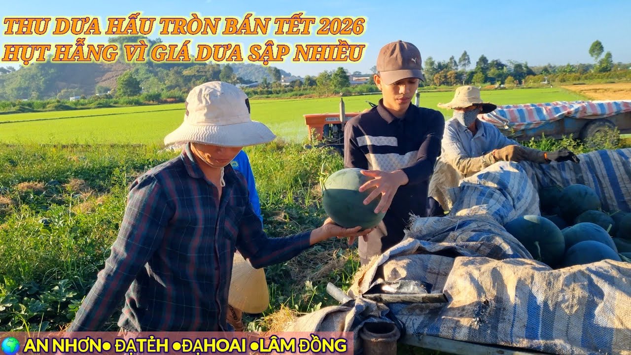 THU BÁN DƯA HẤU TRÒN TẾT BÍNH NGỌ 2026 | HỤT HẪNG VÌ GIÁ SẬP NHIỀU Ở AN NHƠN LÂM ĐỒNG