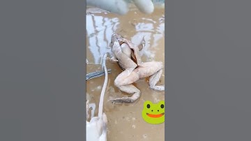 Frog Anatomy In Class room#Short#video#
