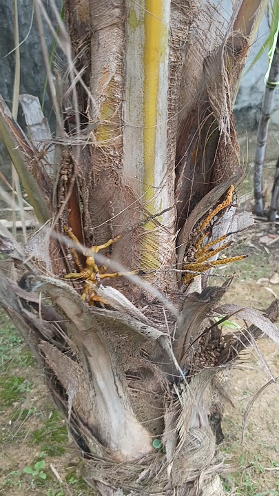 Pokok Kelapa Ni memang satu ye 🏝️