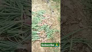 onion planting at home | how to grow onion at home agriculture chilli onion potato pashtosongs