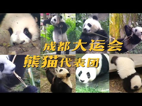 《熊貓主題趴》熊貓天團給成都大運會加油 | iPanda熊貓頻道