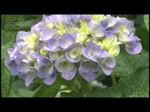 雨（三善英史） 歌kirara1943