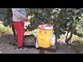 piscando uva la caja loca por horas en madera california