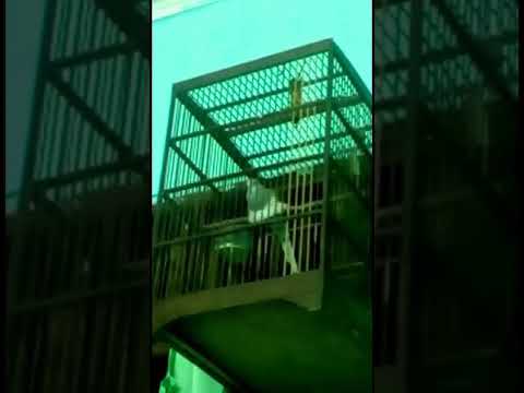 Suara Burung Perkutut Bali Sumbawa Ntb Manggung Youtube