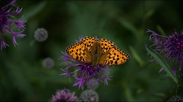 Darktable Episode 52: Some examples of the usage of blend modes