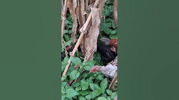 Hlau youtube mus pub qaib lom zem heev.hôm nay đi cho gà ăn hơi muộn