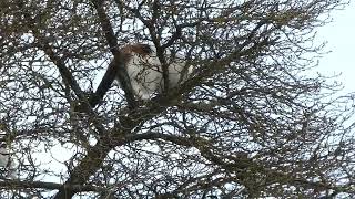 Cat on a tree