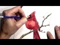 How to Paint a Cardinal Bird & Tips on Painting the Color Red in Watercolors