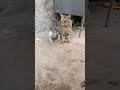 #cat