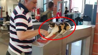 When a security cat keeps a close eye on all the passenger 😂 by Little Love  496,894 views 3 weeks ago 10 minutes, 28 seconds