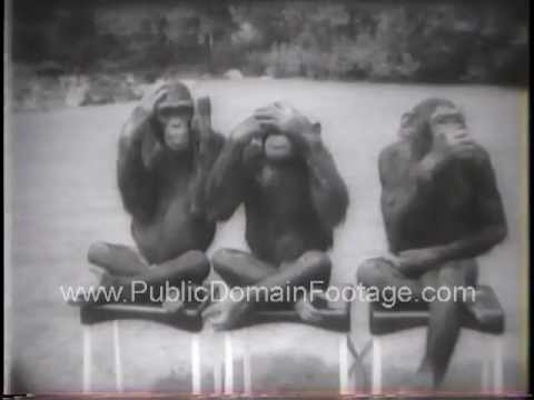 Chimps Hear No Evil See No Evil Speak No Evil Publicdomainfootage Com Youtube