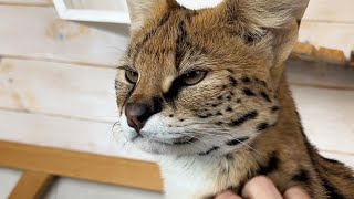 SERVAL'S POOR REACTION TO ANESTHESIA / A New Room for Mickey and Melissa