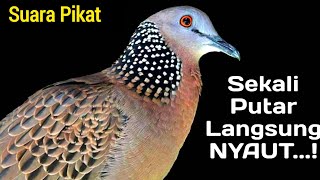 Bunyi pikat burung terkuku gacor yang paling ketat untuk umpan