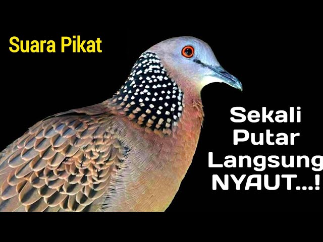 Suara Pikat Tekukur GACOR Menguku Memancing EMOSI Lawan class=